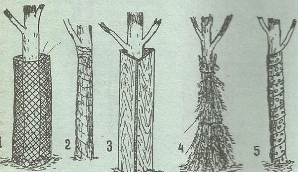 Пять способов укрыть деревья от мороза и холодных ветров