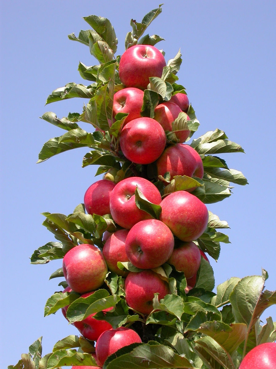 Яблоня колоновидная Важак в наличии низкая цена - саженцы и крупномеры,описание, отзывы, фото, посадка крупномера