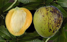 Манго Mango indica Ice Cream 