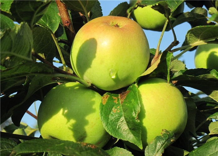 Яблоня Зеленая Фото