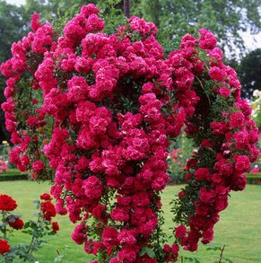 Роза на штамбе Rósa Excelsa - купить саженцы цветов в интернет-магазине «Сады Семирамиды»