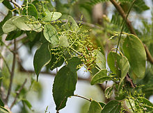 Сальвадора персидская или  Дерево зубных щёток  Salvadora persica 
