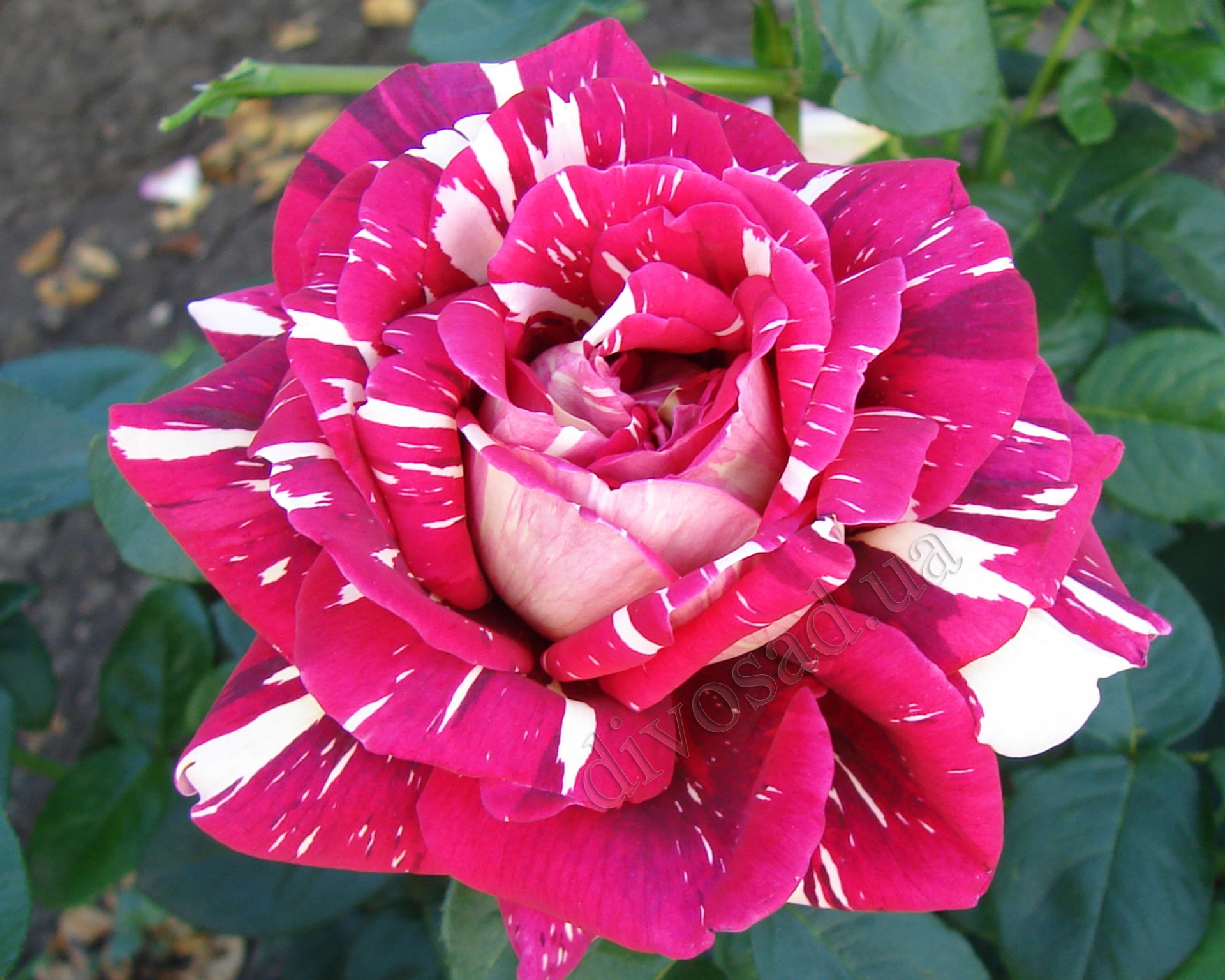 Роза Rósa Pestraja Fantazija - купить саженцы цветов в интернет-магазине«Сады Семирамиды»