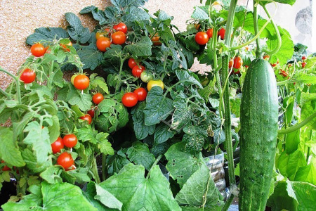 Советы и маленькие секреты выращивания помидоров. От рассады и до сбора урожая