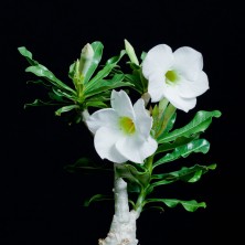 Адениум или Пустынная роза Adenium  White Pearl 