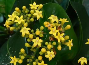 Лимонный куст Psychotria capensis 