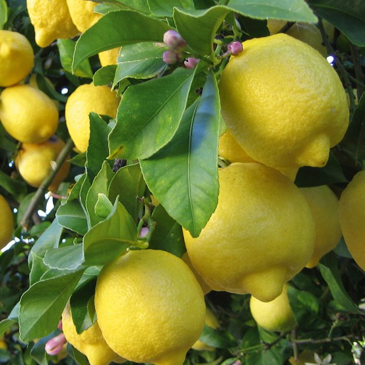 Где В Барнауле Можно Купить Саженцы Лимона