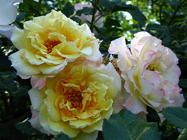 Роза Rósa Moonlight - купить саженцы цветов в интернет-магазине «Сады  Семирамиды»