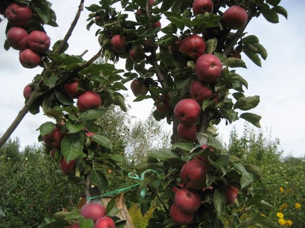 Яблоня колоновидная Червонец в наличии низкая цена - саженцы и крупномеры,описание, отзывы, фото, посадка крупномера