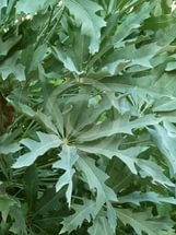 Куссония метельчатая Cussonia paniculata 