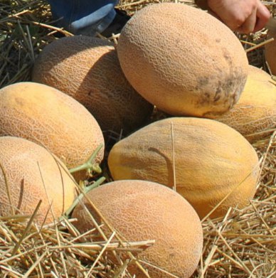 Купить семена Дыня Melon Мerlin в Москве: доставка семян по России и СНГ -интернет-магазин «Сады Семирамиды»