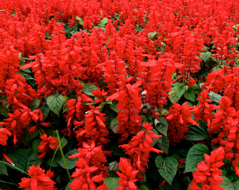 Купить семена  Salvia Lady in Red : доставка семян по .
