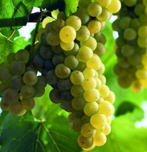 Виноград винный Vitis vinifera  Pinot Blanc