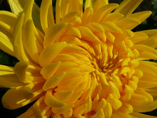 Хризантема Chrysanthemum Alec Bedser