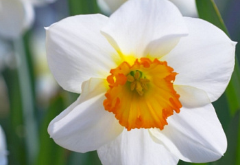Нарцисс Narcissus Pick Up 