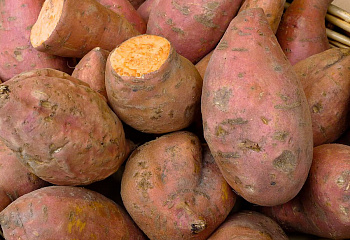 Батат или Сладкий картофель Sweet Potato Centennial 