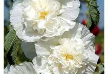 Мальва Alcea Pleniflora White 