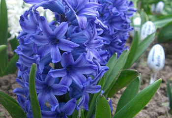 Гиацинт Hyacinthus Queen of the Blues 