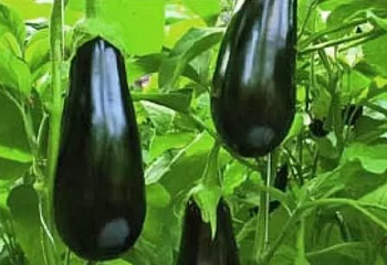 Баклажан Eggplant Orion F1 