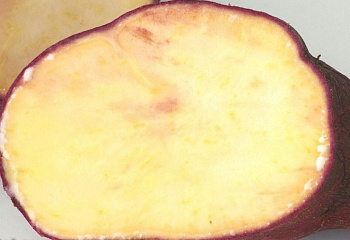 Батат или Сладкий картофель Sweet Potato Owairaka Red 