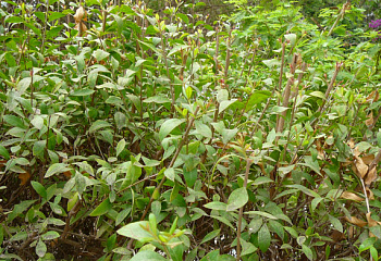 Лавсония или Хна белоцветковая Lawsonia alba  