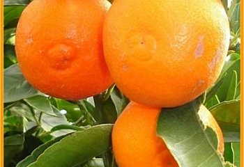 Клементин (гибрид мандарина и апельсина) Citrus clementina Nour 
