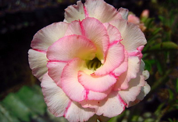 Адениум или Пустынная роза Adenium  Chankajang 