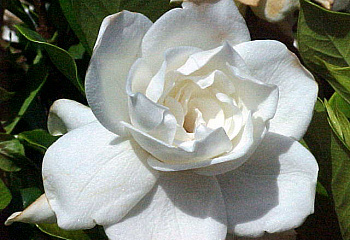 Гардения Gardenia Veitchii Supreme 