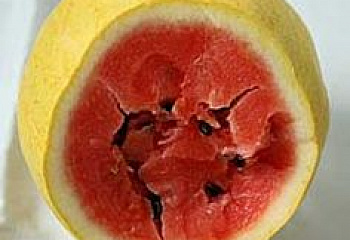 Арбуз Watermelon Prince Albert F1 