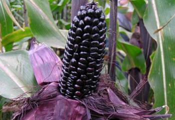 Кукуруза Sweetcorn Suntava Full Season Purple Hybrid 