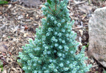 Ель сербская Picea omorika Blue Wonder 
