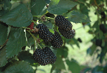 Ежевика Rubus Osage