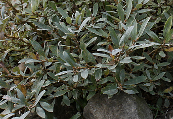 Ива швейцарская Salix helvetica Helvetica 