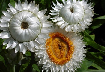 Гелихризум (Бессмертник) или Цмин Helichrýsum arenárium White 