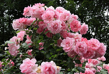 Роза на штамбе Rósa Centenaire de Lourdes 