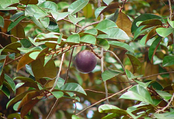 Хризофиллум или Звездное яблоко Chrysophyllum cainito 