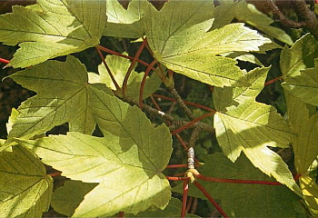 Клён ложноплатановый Acer pseudoplatanus Rotterdam 