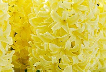 Гиацинт Hyacinthus Yellow Queen 