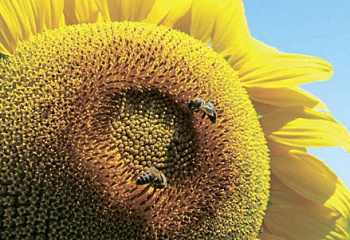Подсолнечник Sunflower Tunca 