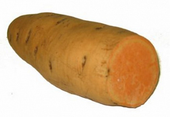 Батат или Сладкий картофель Sweet Potato Vardaman 