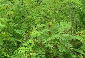 Аморфа кустарниковая Amorpha fruticosa Albiflora  