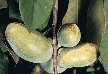 Азимина трёхлопастная (банановое дерево) Asimina triloba Pennsylvania Golden