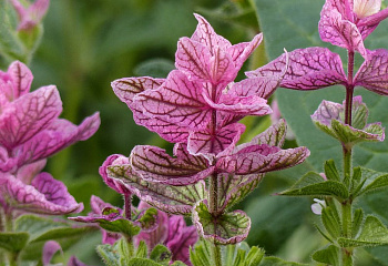 Сальвия Salvia Pink Glade 