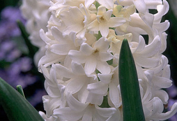 Гиацинт Hyacinthus Top White 