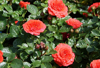 Роза Rósa Orange Juwel 