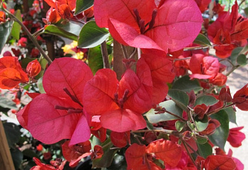 Бугенвиллия или Бумажный цветок  Bougainvillea San Diego Red 