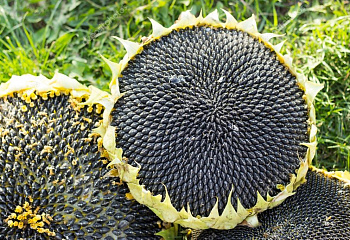Подсолнечник Sunflower Mongolian Giant 