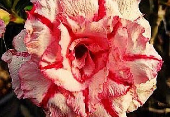 Адениум или Пустынная роза Adenium Promsap 