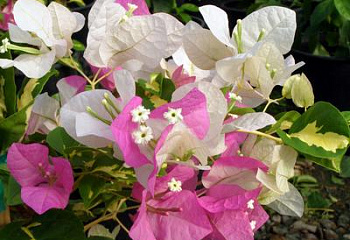 Бугенвиллия или Бумажный цветок  Bougainvillea Vicki  
