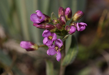 Ясменник пурпурный Asperula purpurea 